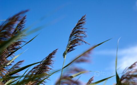 东方雨虹李卫国：疾风岂能折劲草