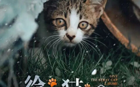 欧派家居推出公益短片《给流浪猫一个家》
