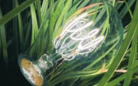 杭科光电冲刺北交所，主营LED灯丝灯