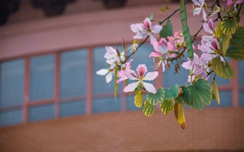 传承品质 缔造经典丨紫荆花品牌标识变迁历程