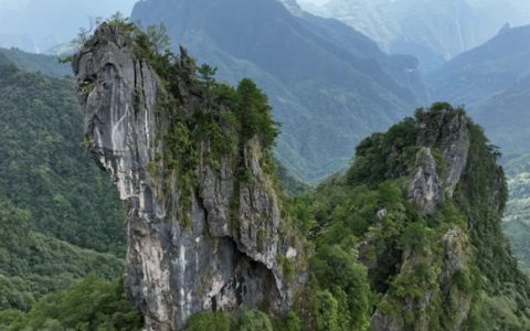 崖柏归来！三棵树邀你开启植物界“大熊猫”野外回归之路！