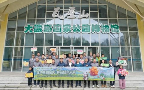 守护熊猫家园，共筑绿色未来丨三棵树助力大熊猫栖息地修复