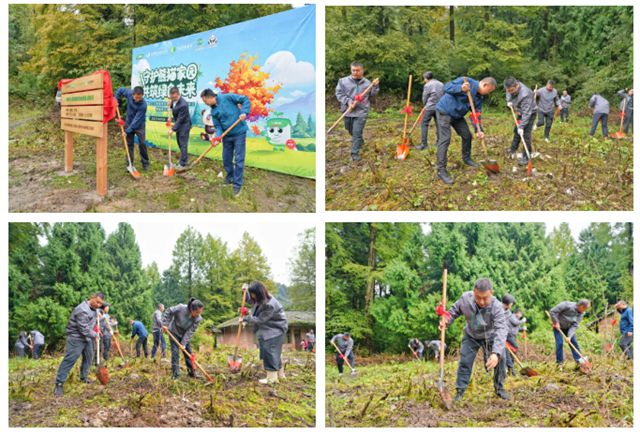 守护熊猫家园，共筑绿色未来丨三棵树助力大熊猫栖息地修复